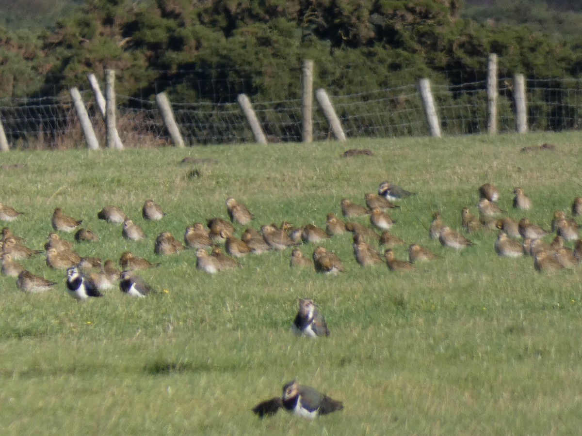 European Golden-Plover - ML381650021