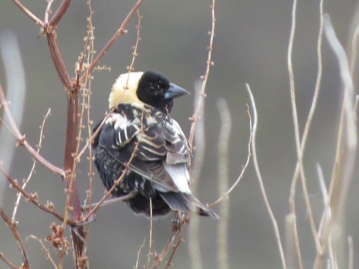 bobolink americký - ML381651761