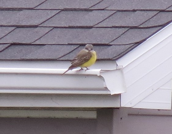 Tropical Kingbird - ML38165181