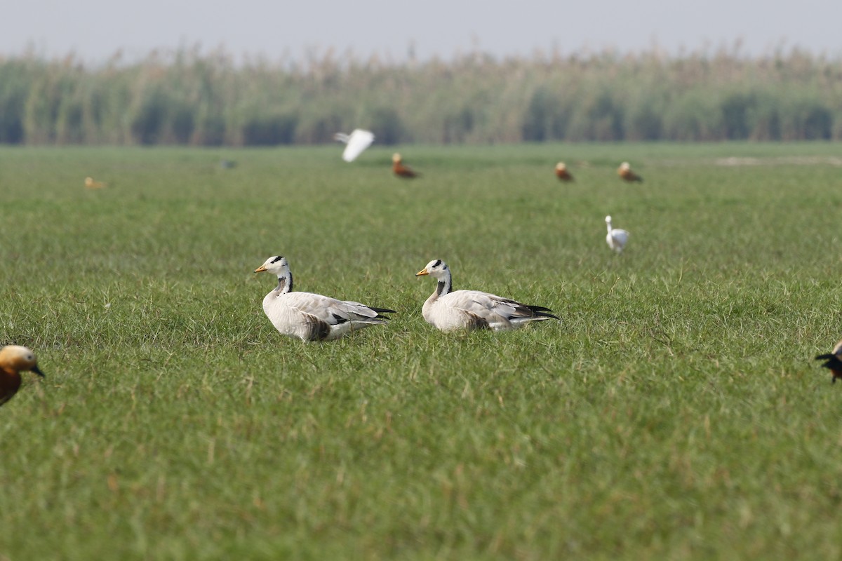 Bar-headed Goose - ML381652061