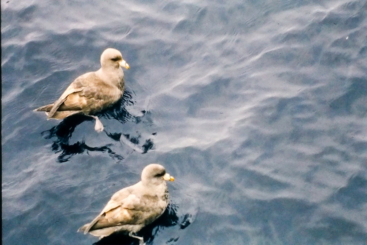 Fulmar Boreal - ML381652721