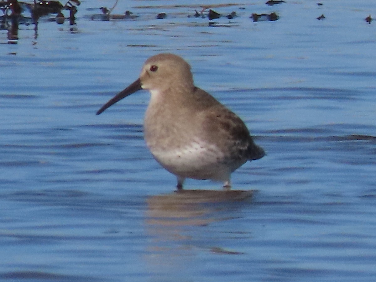 Dunlin - ML381652921