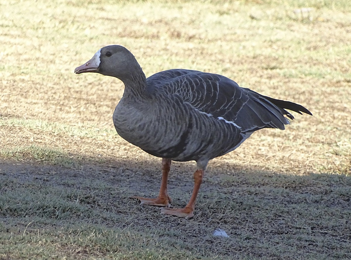 Greater White-fronted Goose - ML381653171