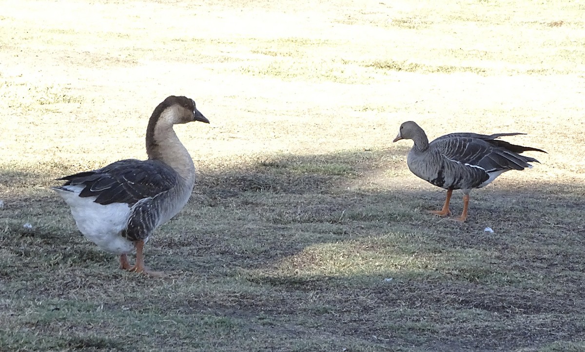 Greater White-fronted Goose - ML381653181
