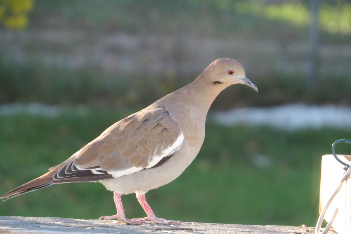 White-winged Dove - ML38165421