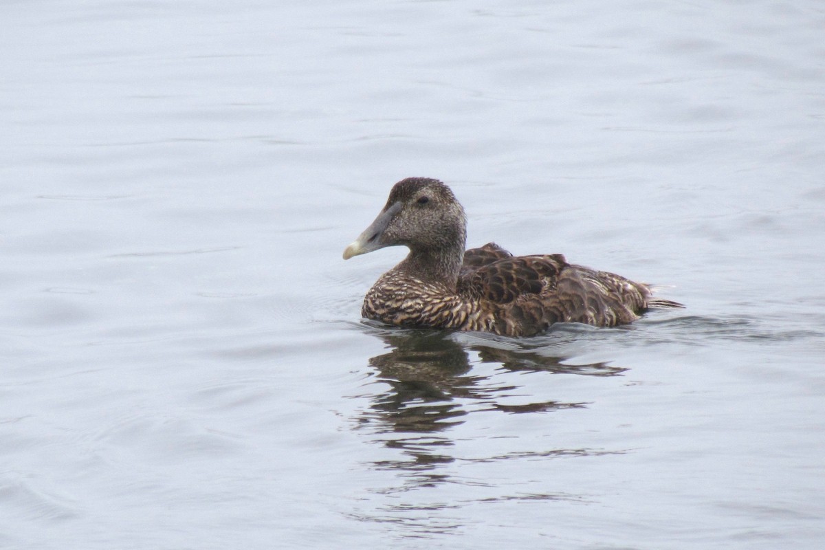 Common Eider (Dresser's) - ML381655491