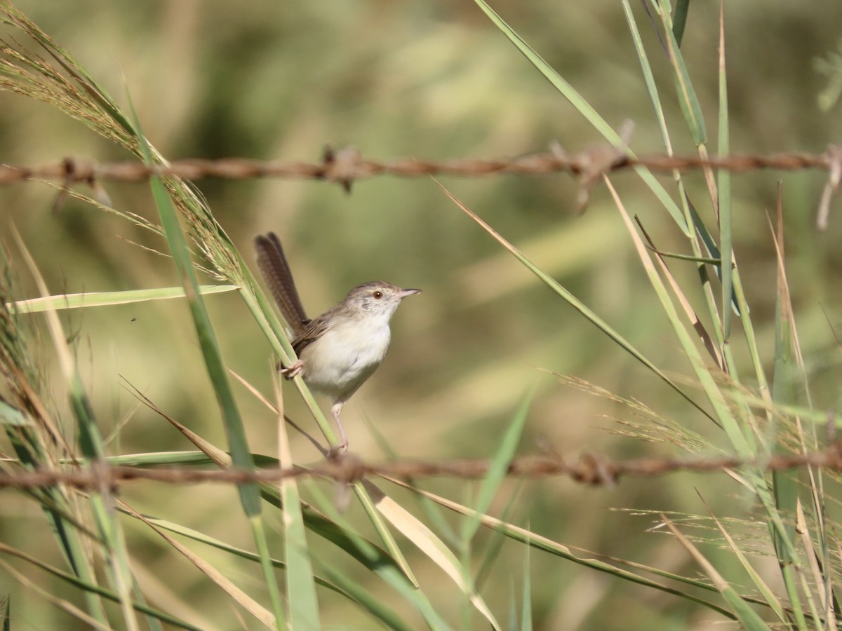 Delicate Prinia - Gregory Askew | Saudi Birding