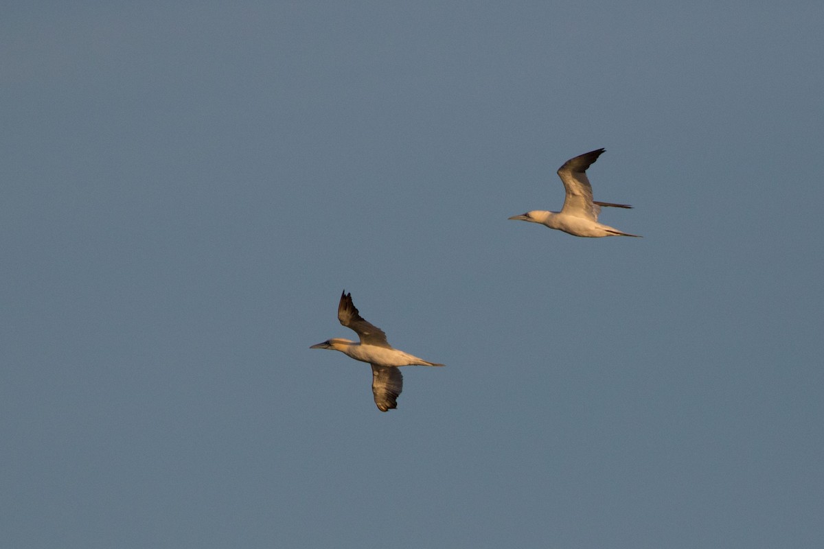 Northern Gannet - ML381657611