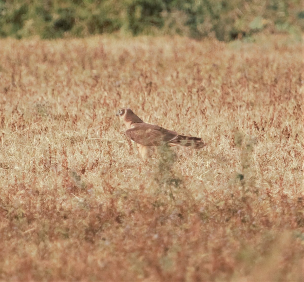 Pallid Harrier - ML381657911