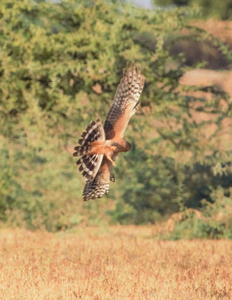 Pallid Harrier - ML381657931