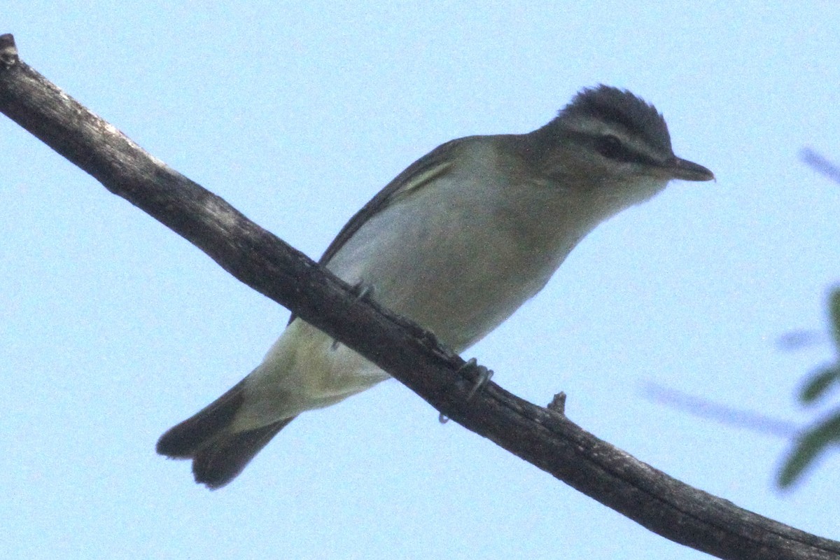 Kızıl Gözlü Vireo - ML381658321