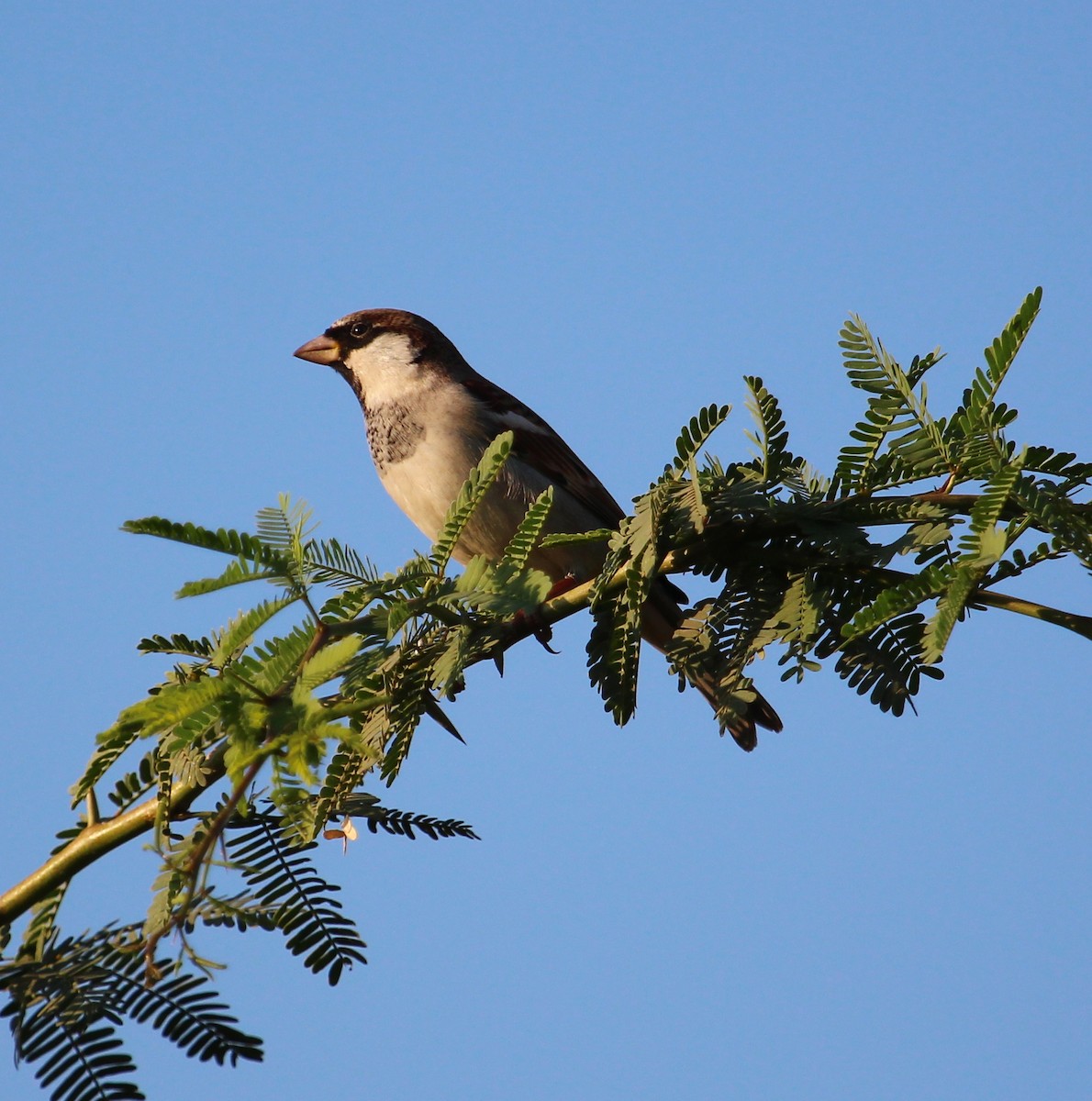 House Sparrow - PARTH PARIKH