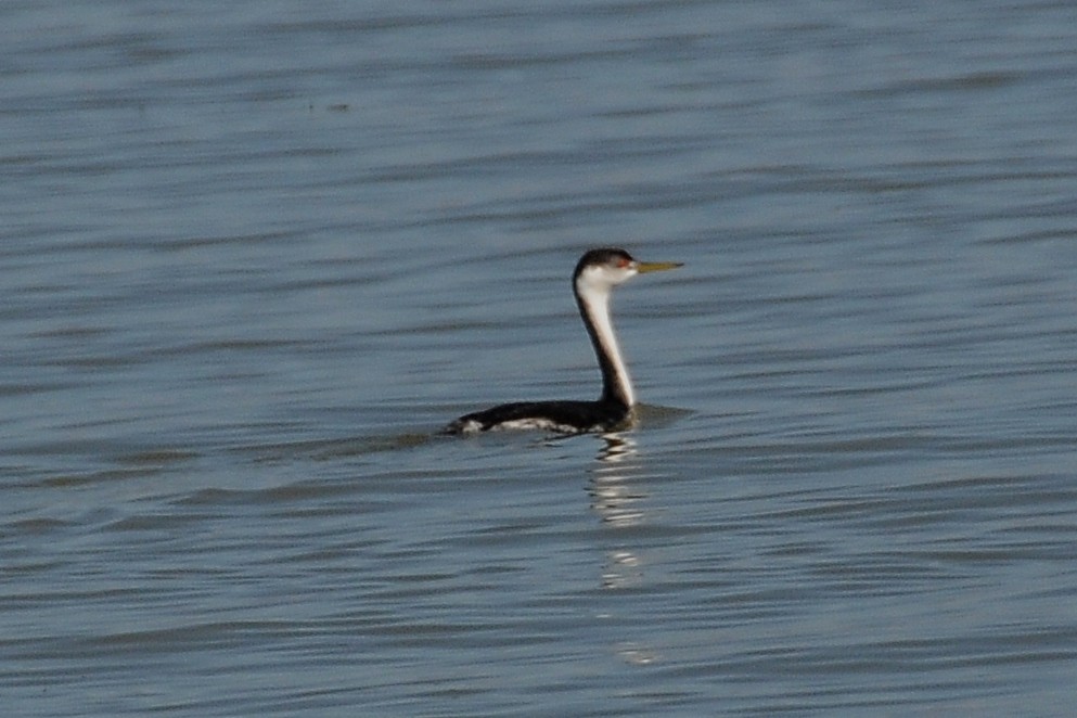 Western Grebe - ML38165881