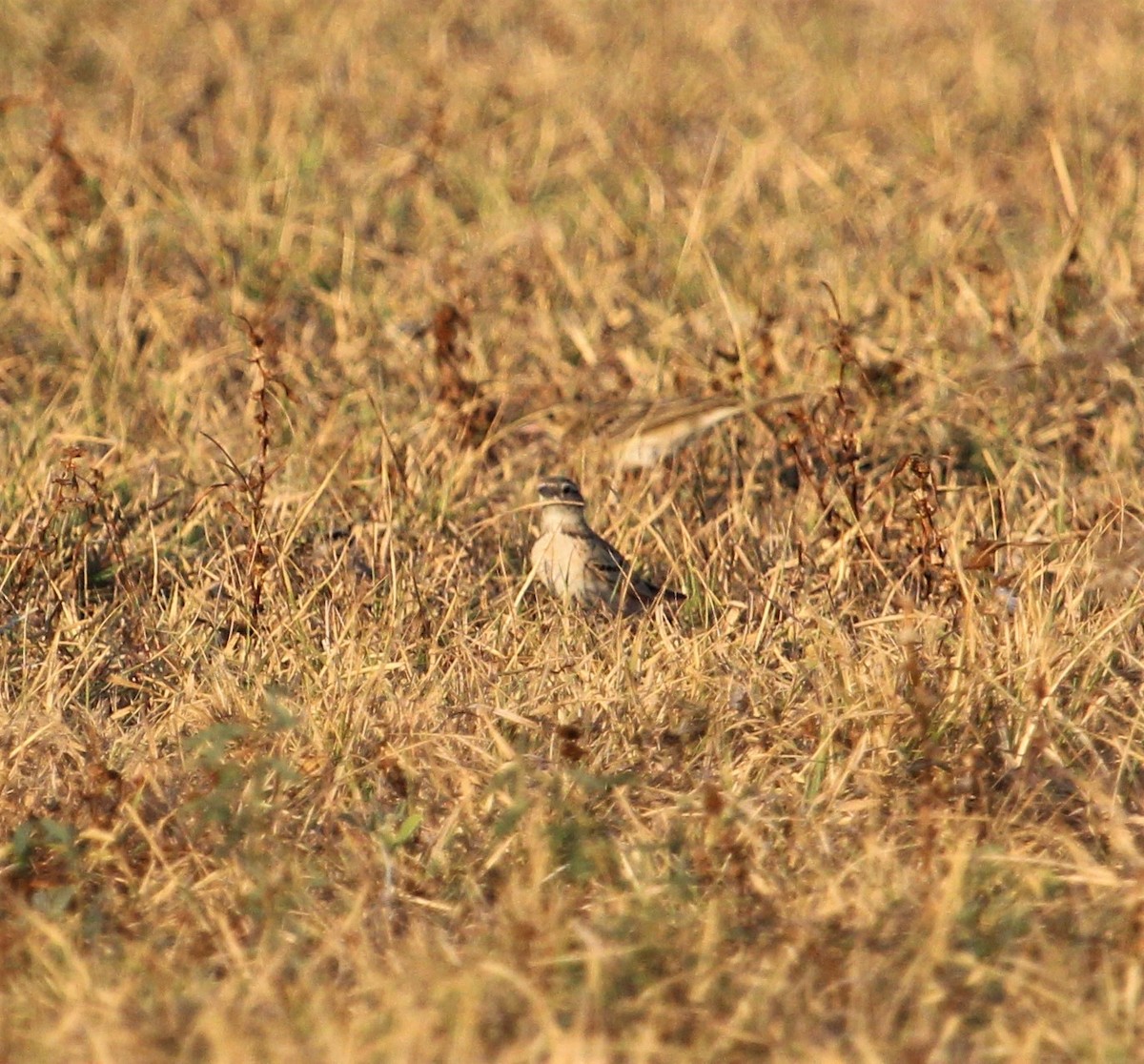 Greater Short-toed Lark - ML381659651