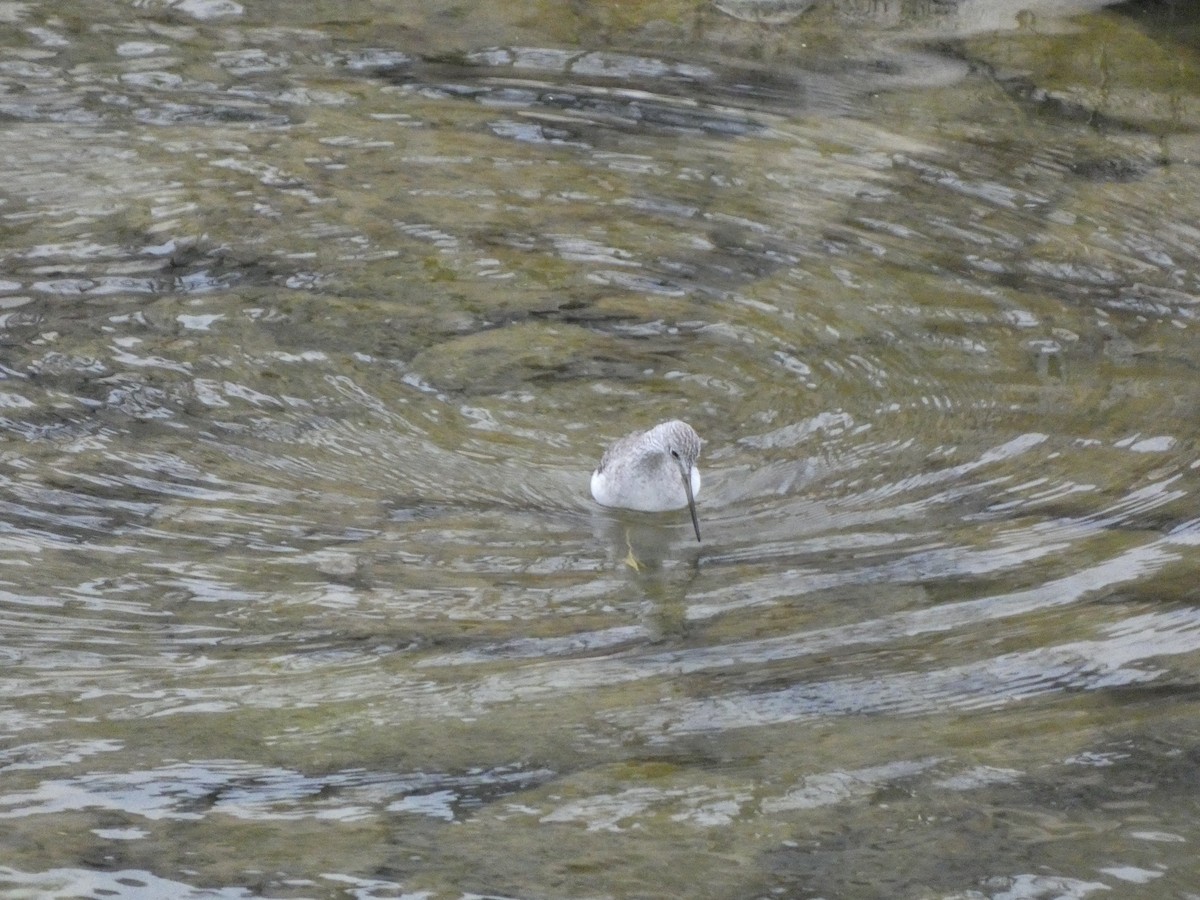 Lesser/Greater Yellowlegs - Dana Rutledge