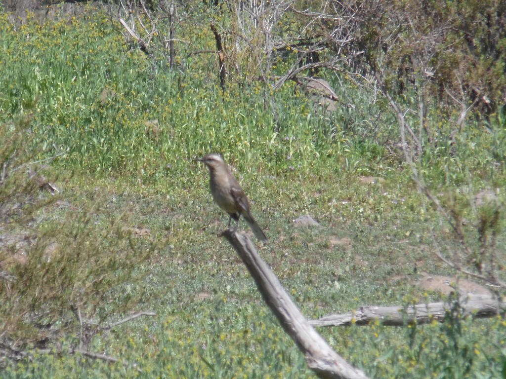 Chilean Mockingbird - ML381664031