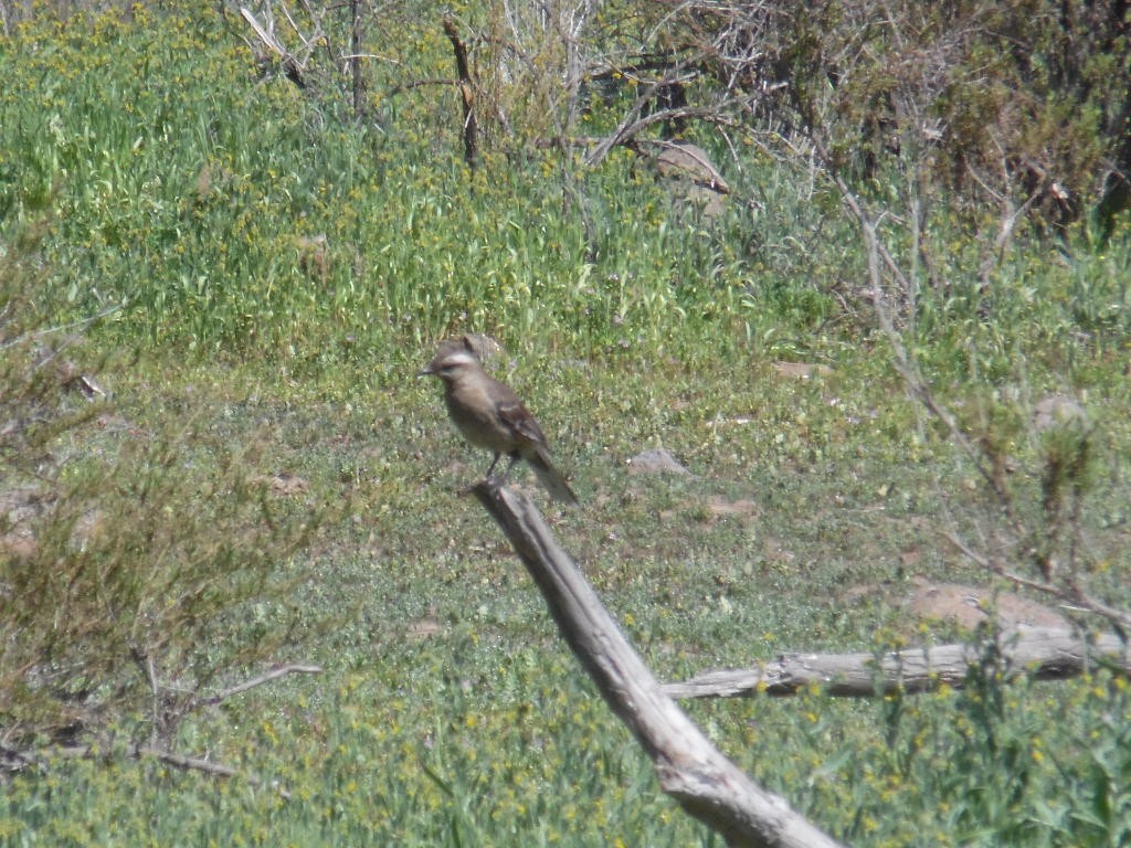 Chilean Mockingbird - ML381664041