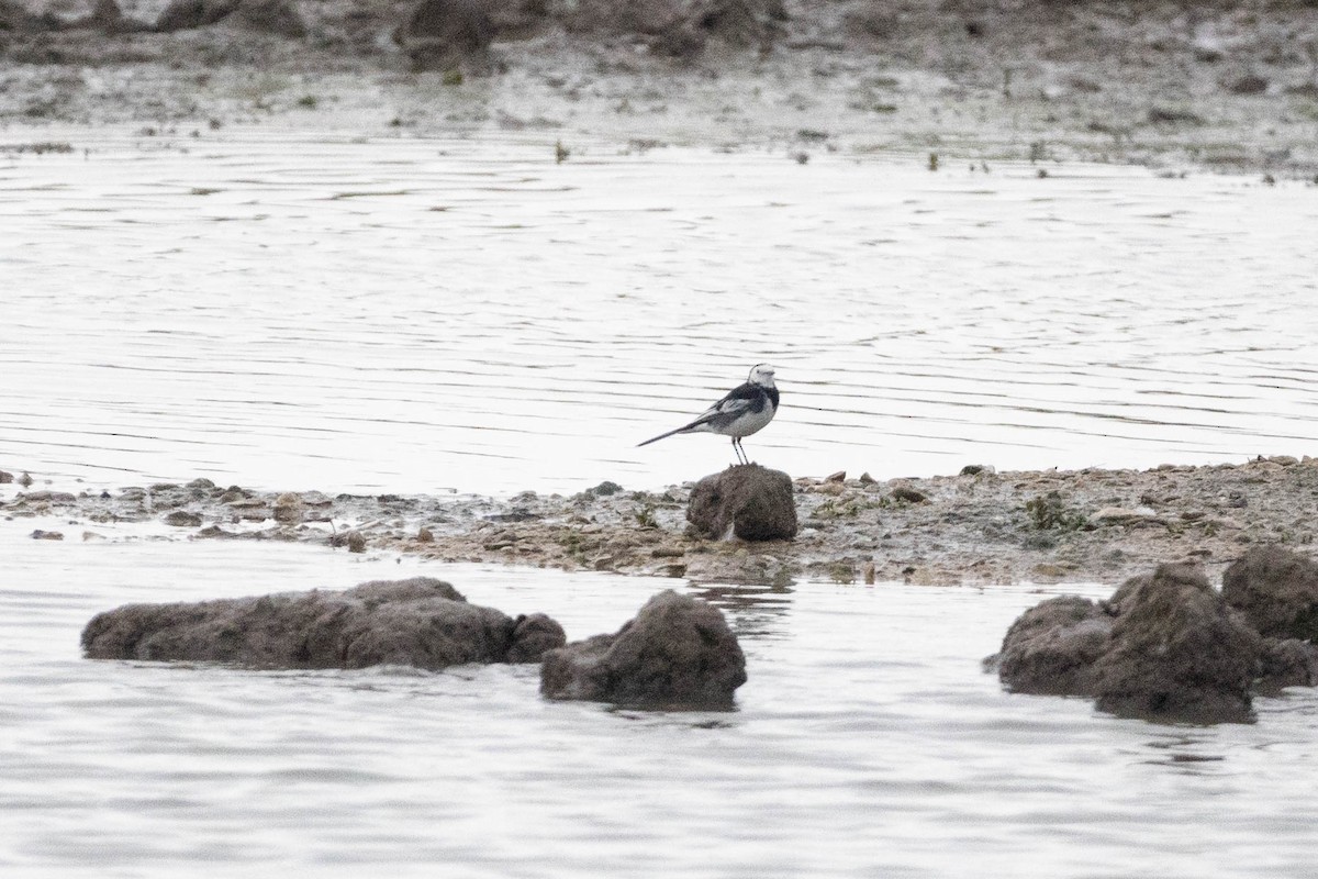 White Wagtail - ML381664701