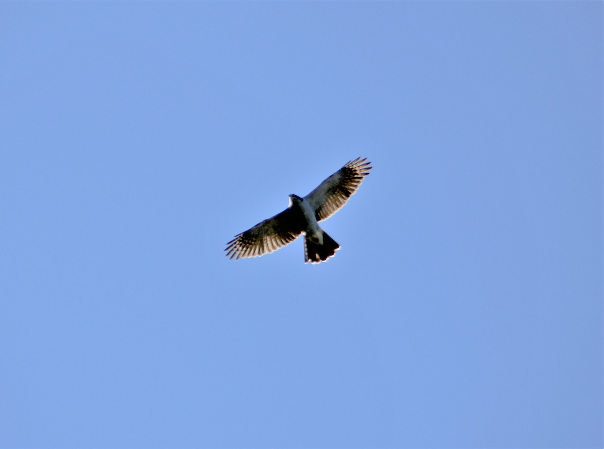 American Goshawk - ML381664901