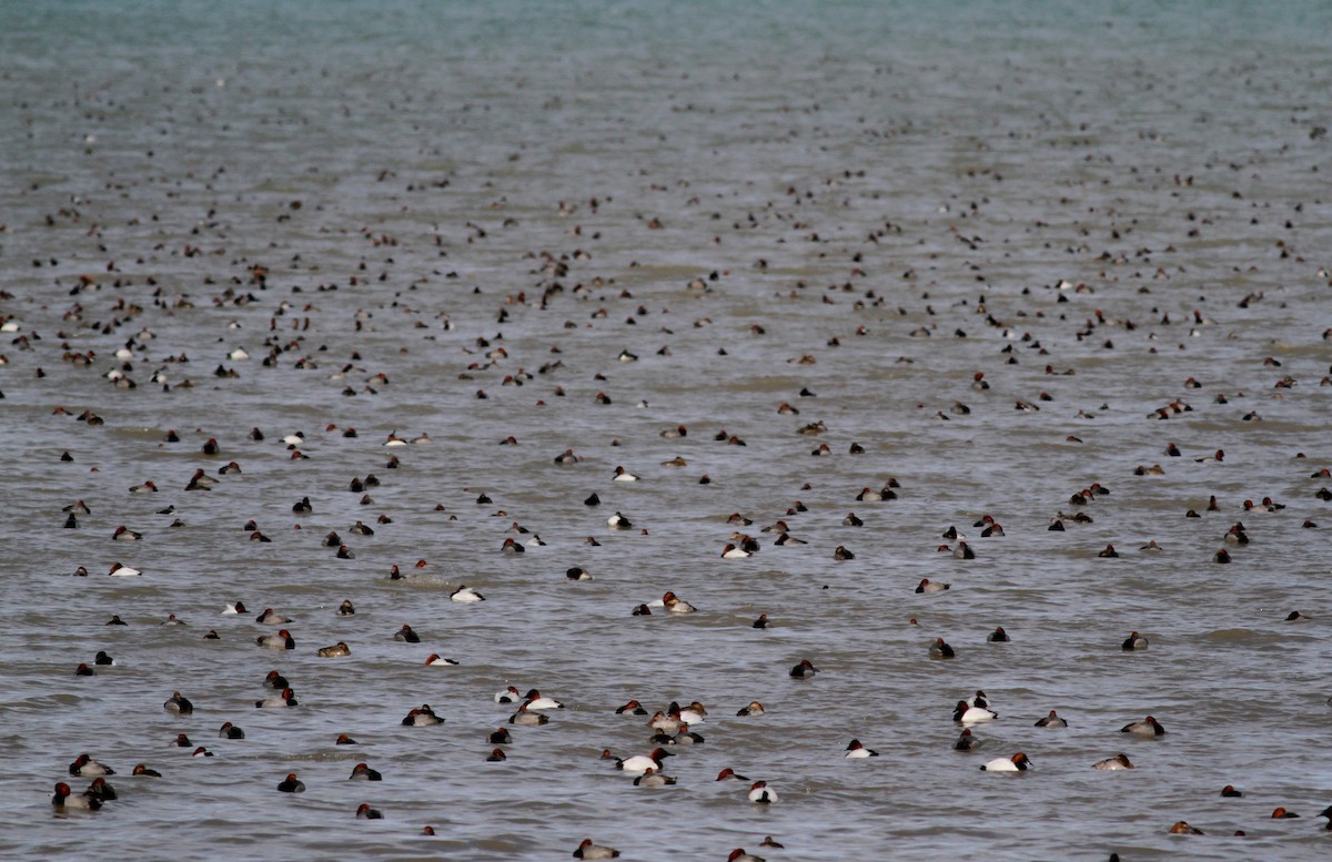 Canvasback - ML38166521