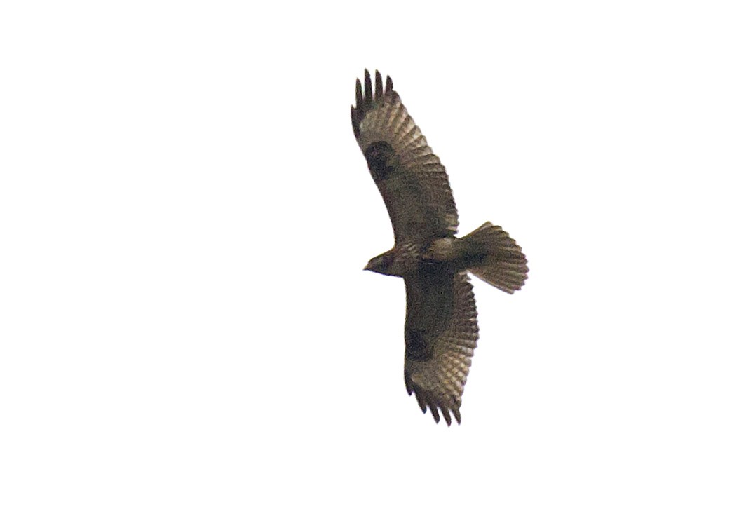 Himalayan Buzzard - ML381666251