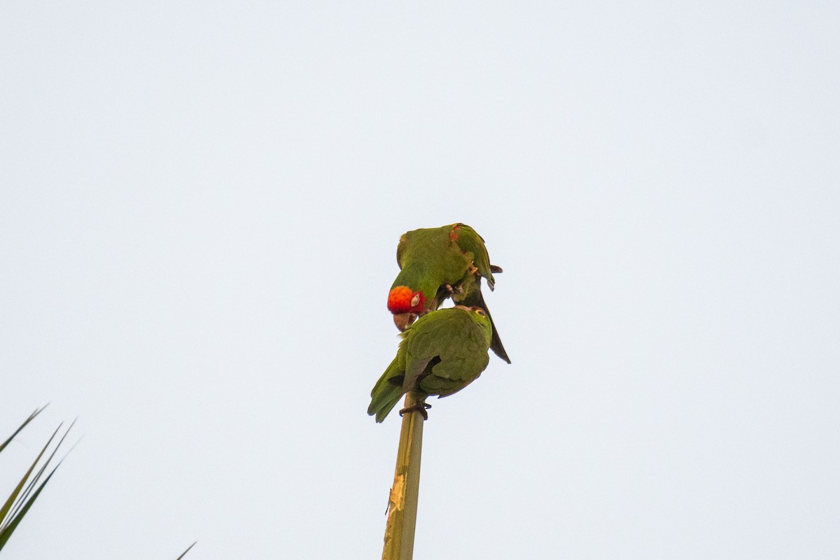 Conure à tête rouge - ML381666661