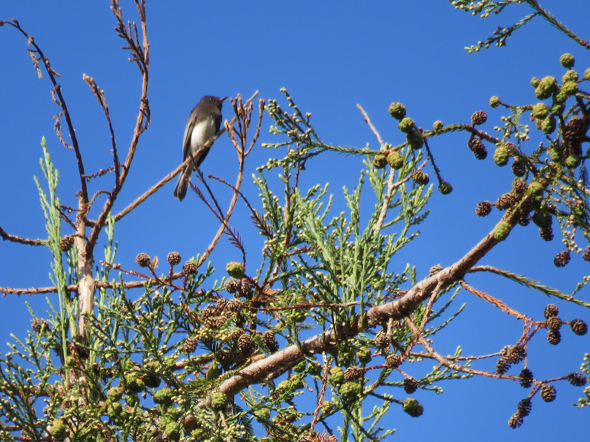 Black Phoebe - ML381668481