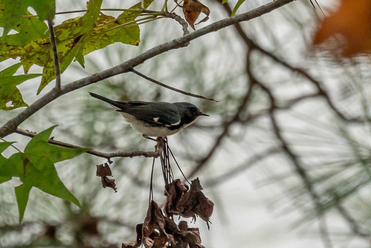 Black-throated Blue Warbler - ML381668681