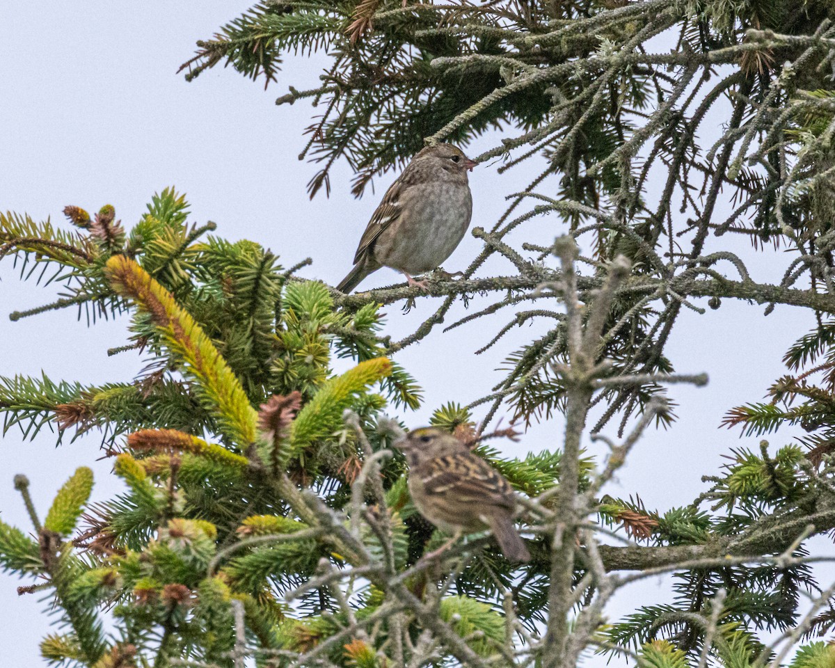 Golden-crowned Sparrow - ML381668921