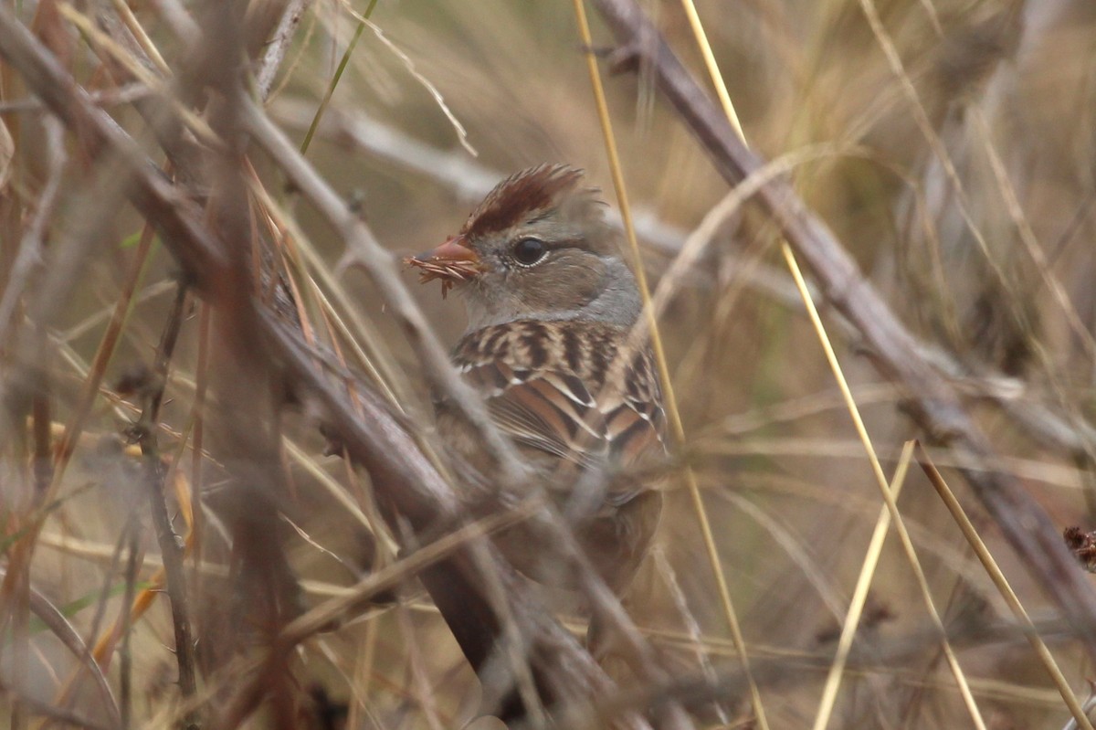 White-crowned Sparrow - Derek Yoder