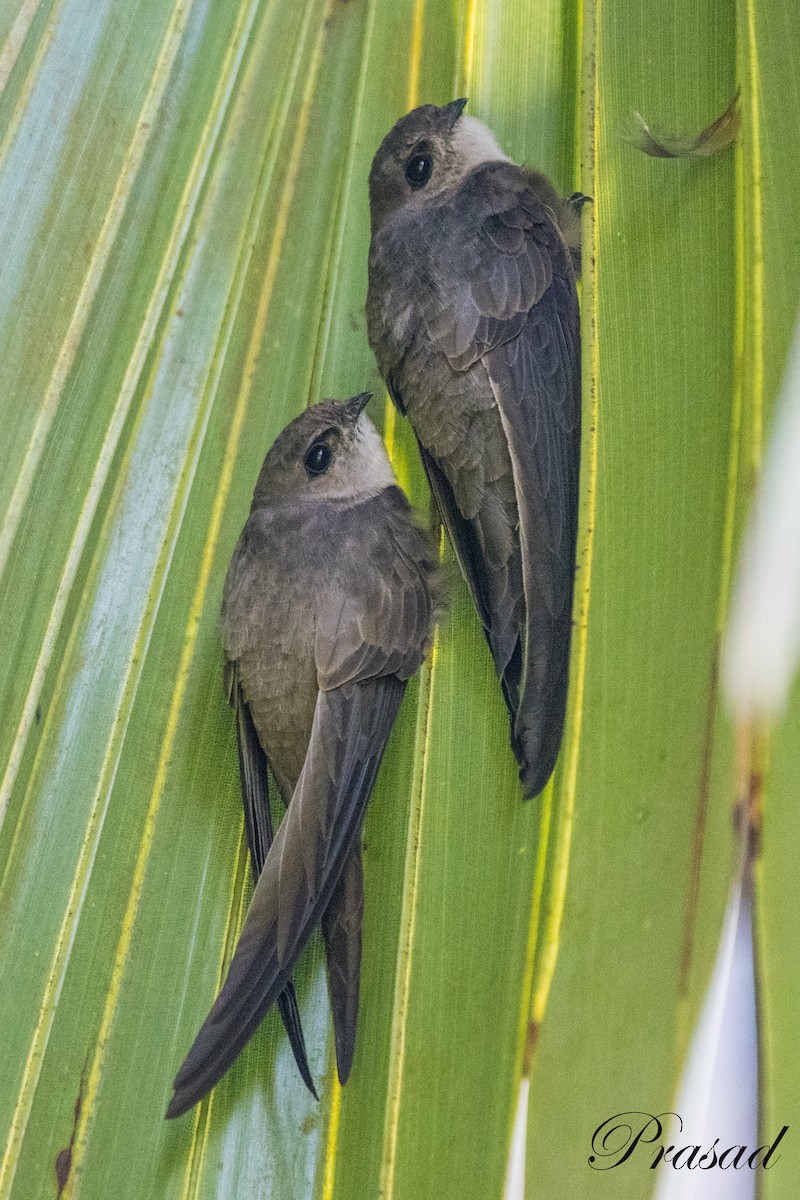 Asian Palm Swift - ML381670131