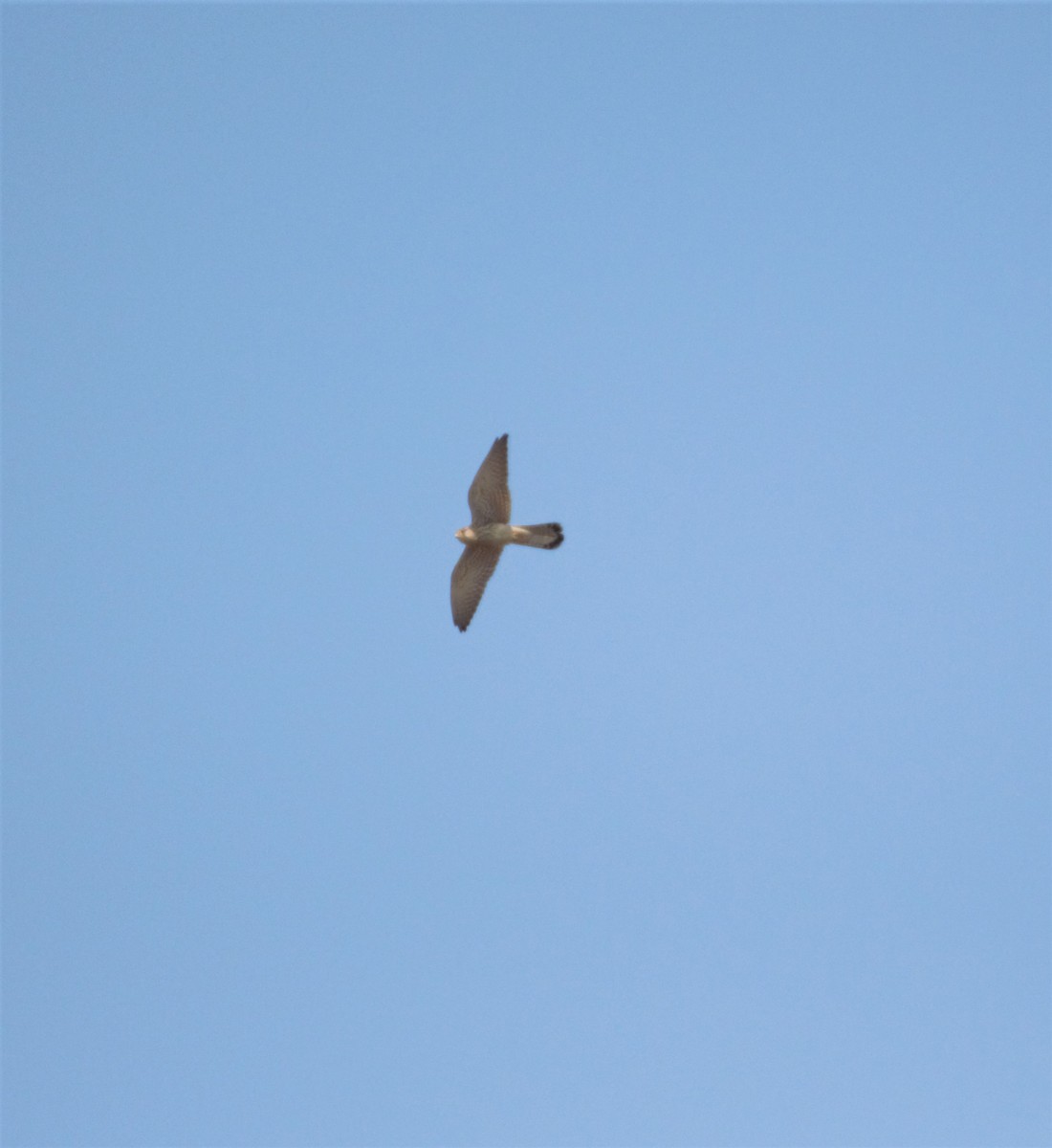 Eurasian Kestrel - ML381670651