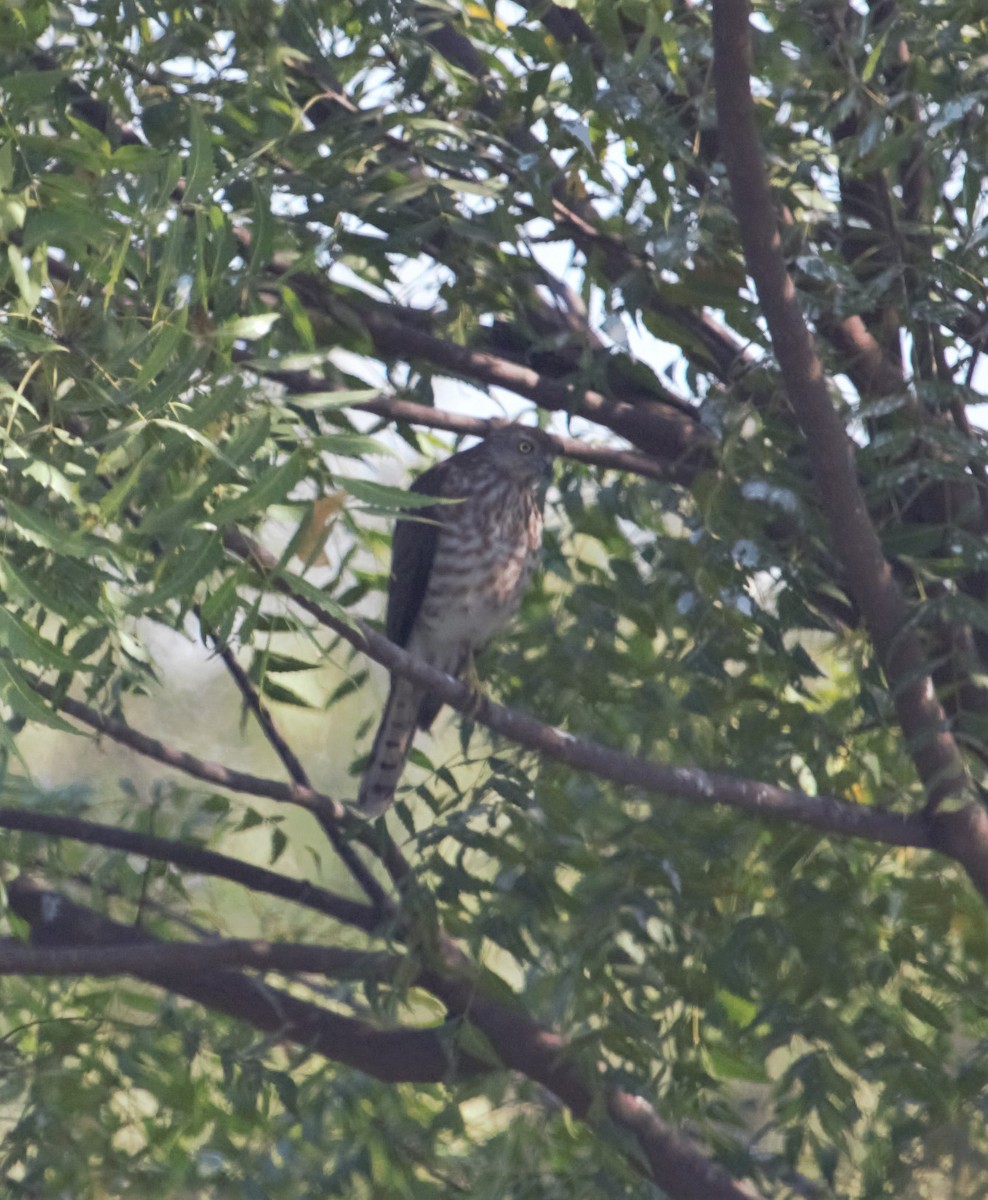 Shikra - PARTH PARIKH