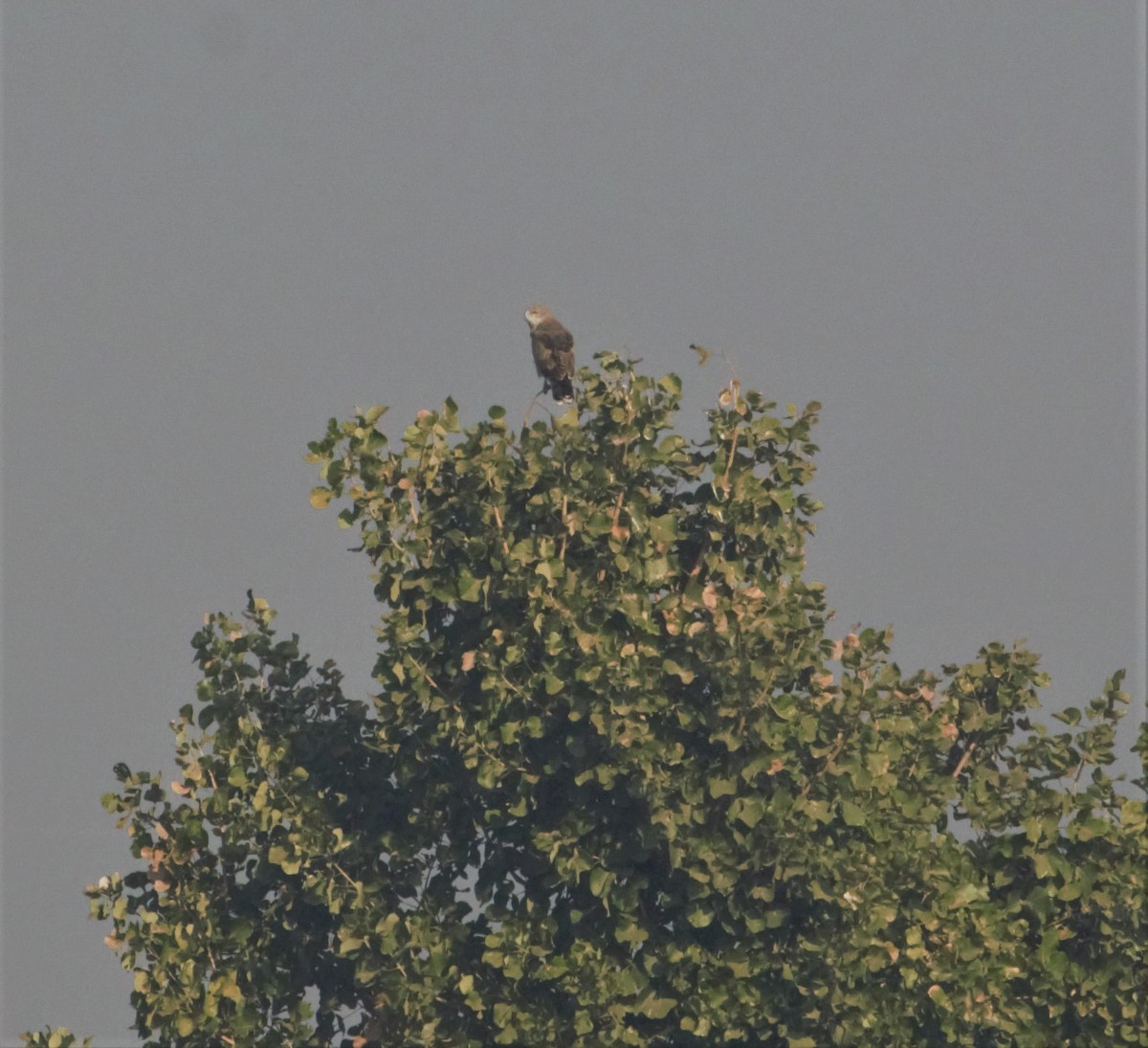 Short-toed Snake-Eagle - ML381671471