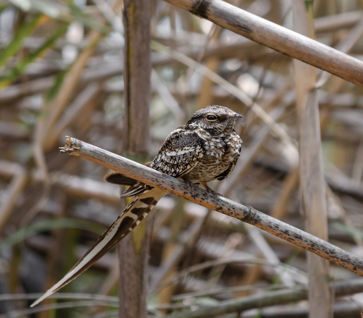 Scissor-tailed Nightjar - ML381671731