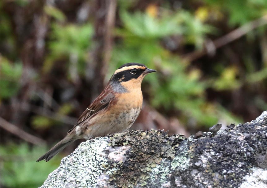 Siberian Accentor - Hal and Kirsten Snyder