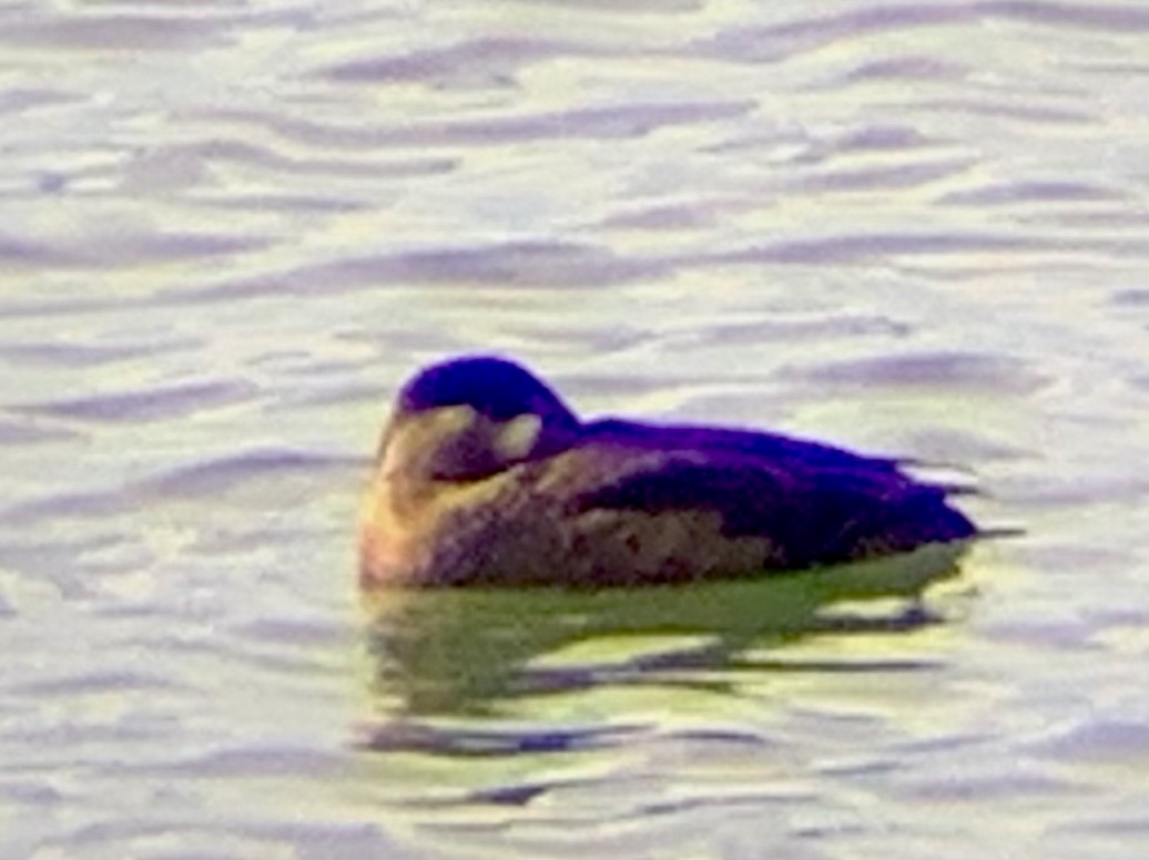 Surf Scoter - ML381673401