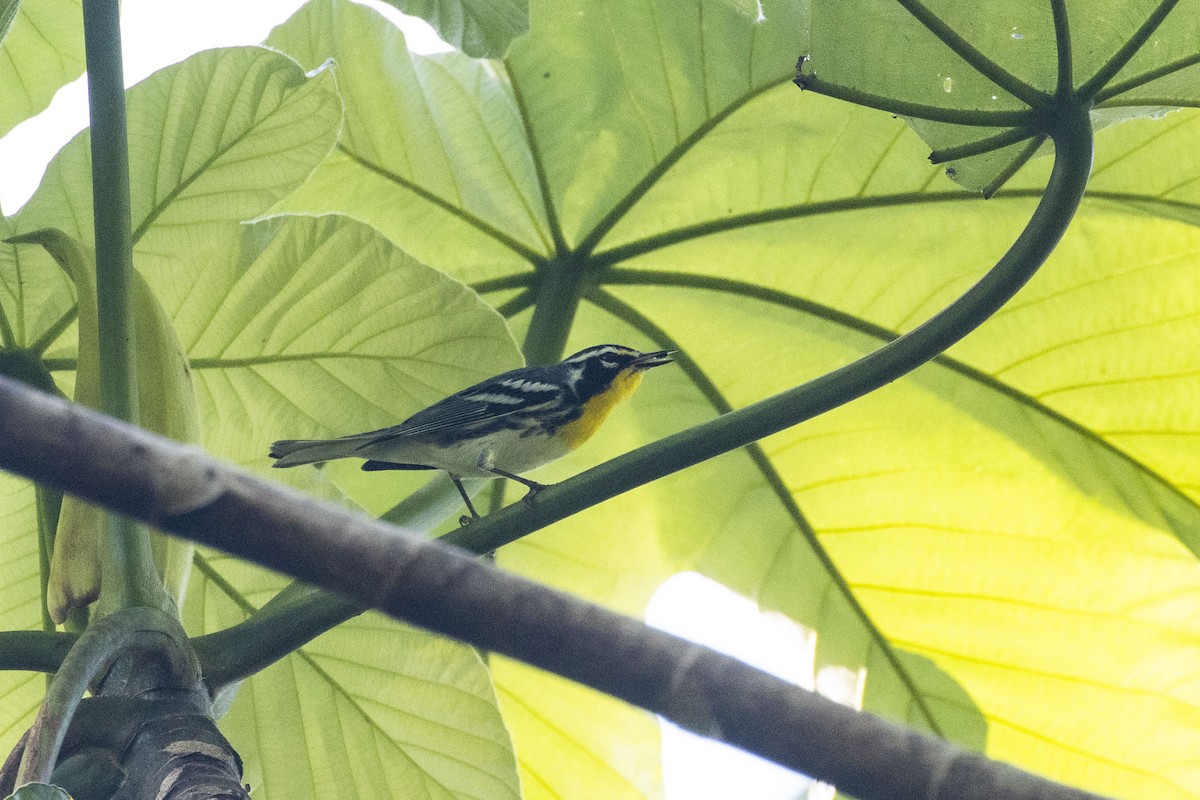 Yellow-throated Warbler - ML381673961