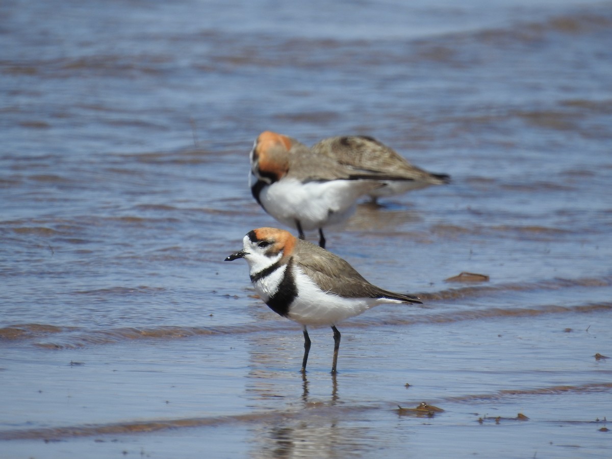 Two-banded Plover - ML381674081
