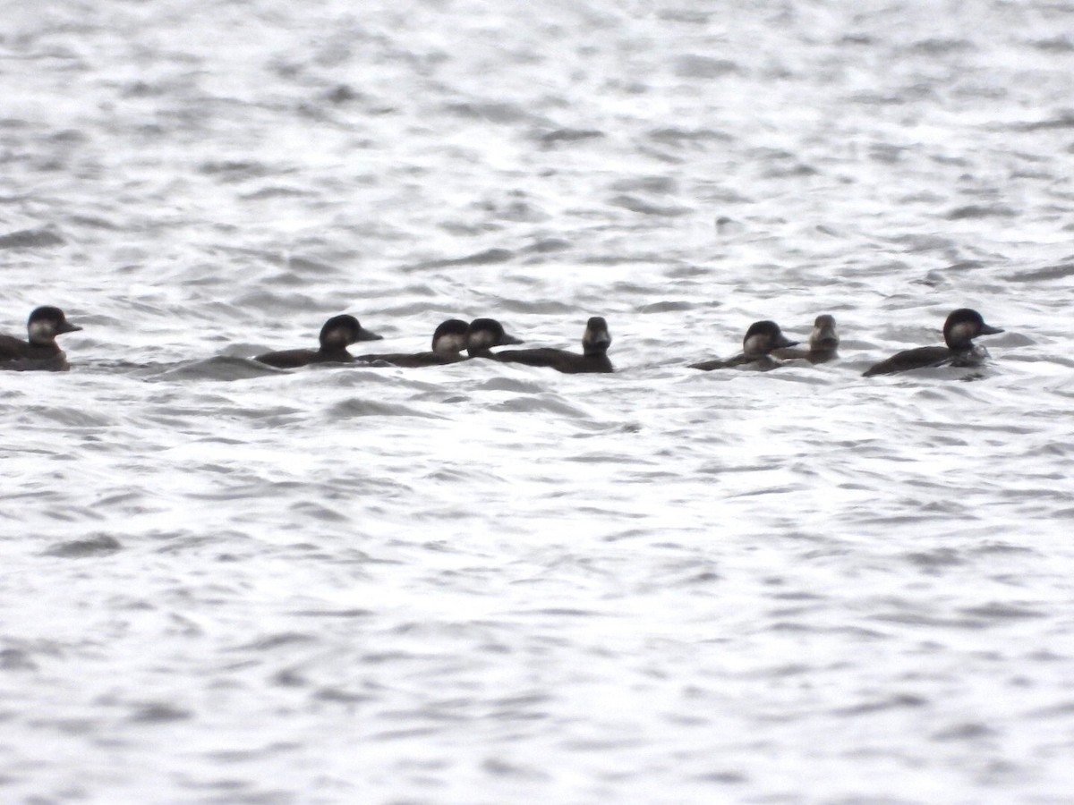 Black Scoter - ML381674531