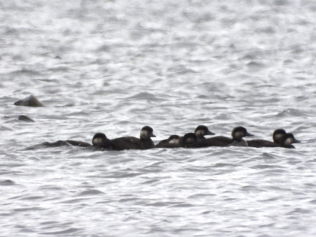 Black Scoter - ML381674541