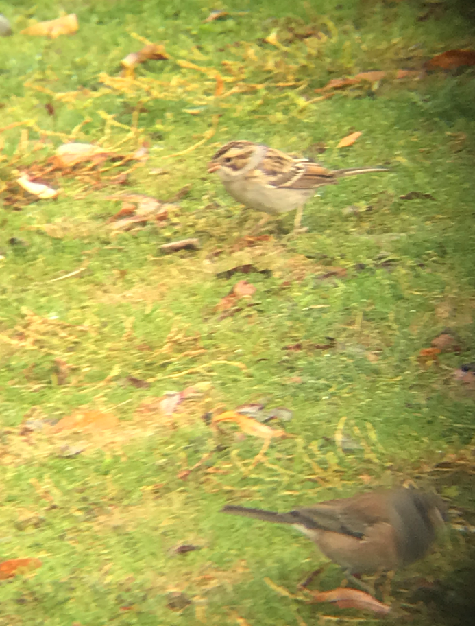 Clay-colored Sparrow - ML381675091