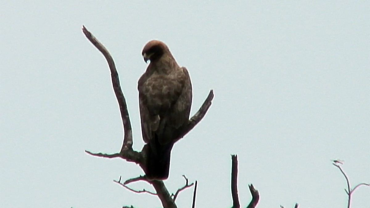 Wahlberg's Eagle - ML381675731