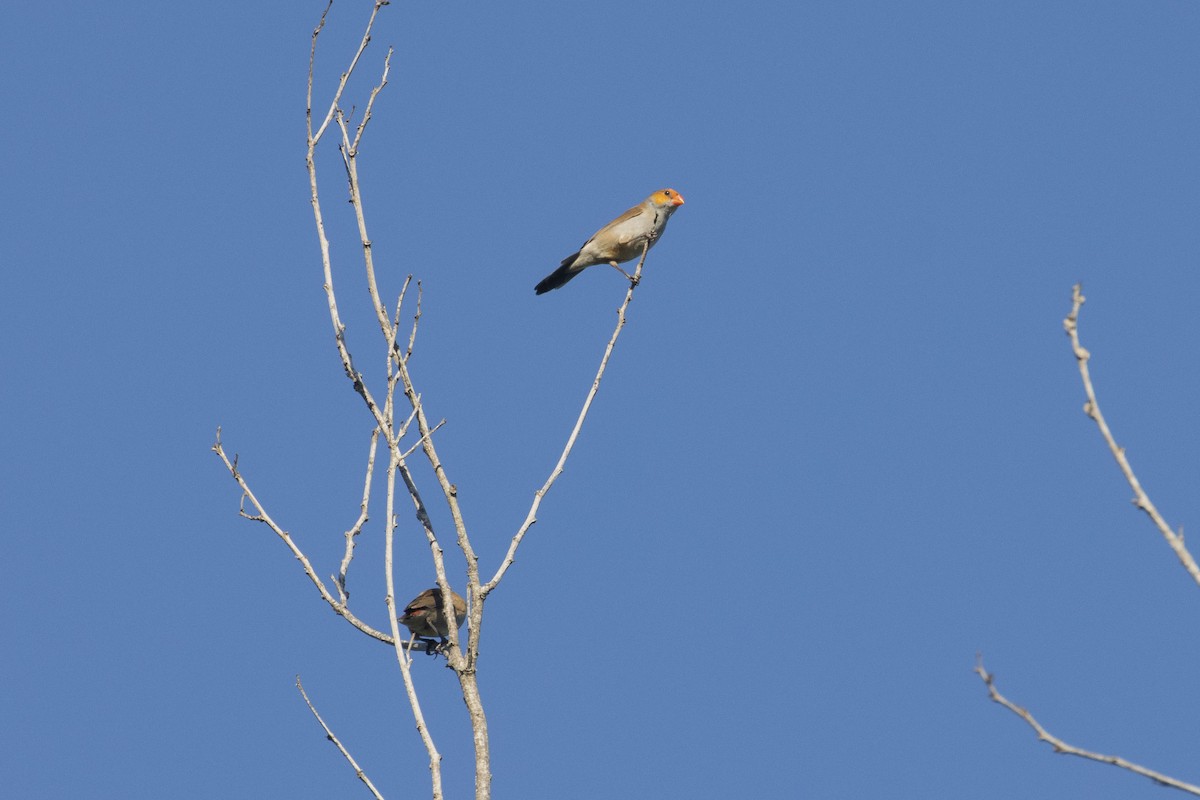 Orange-cheeked Waxbill - ML381676121