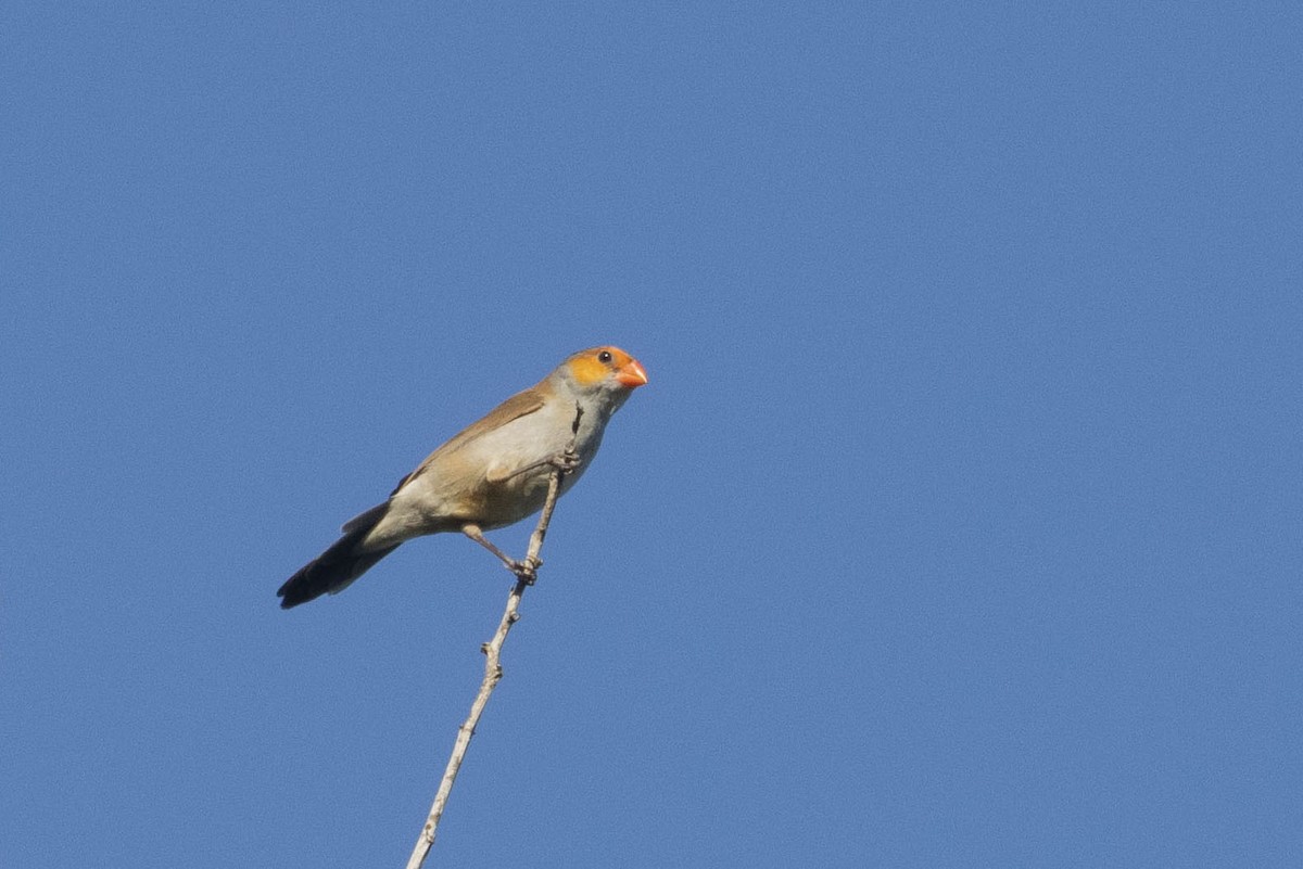 Orange-cheeked Waxbill - ML381676151