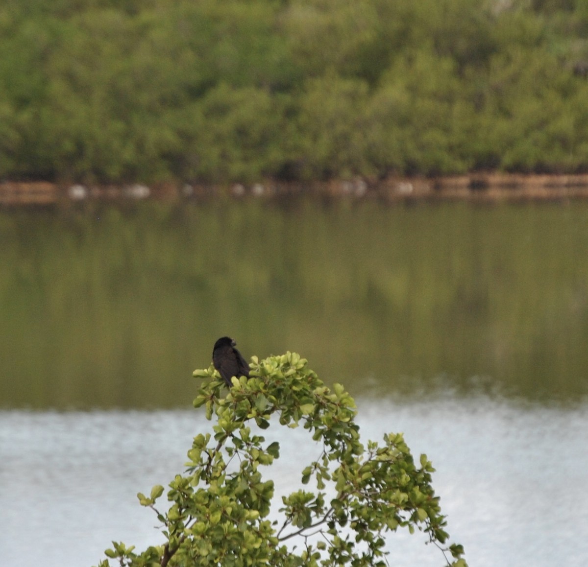 Shiny Cowbird - ML381678121