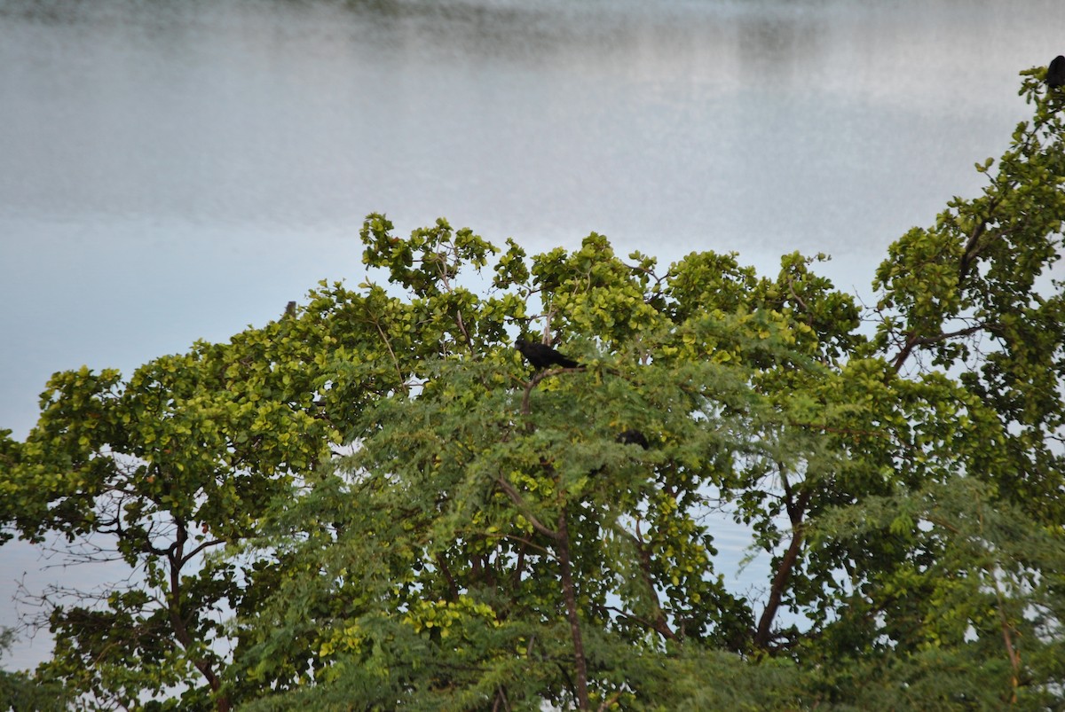 Shiny Cowbird - ML381678221