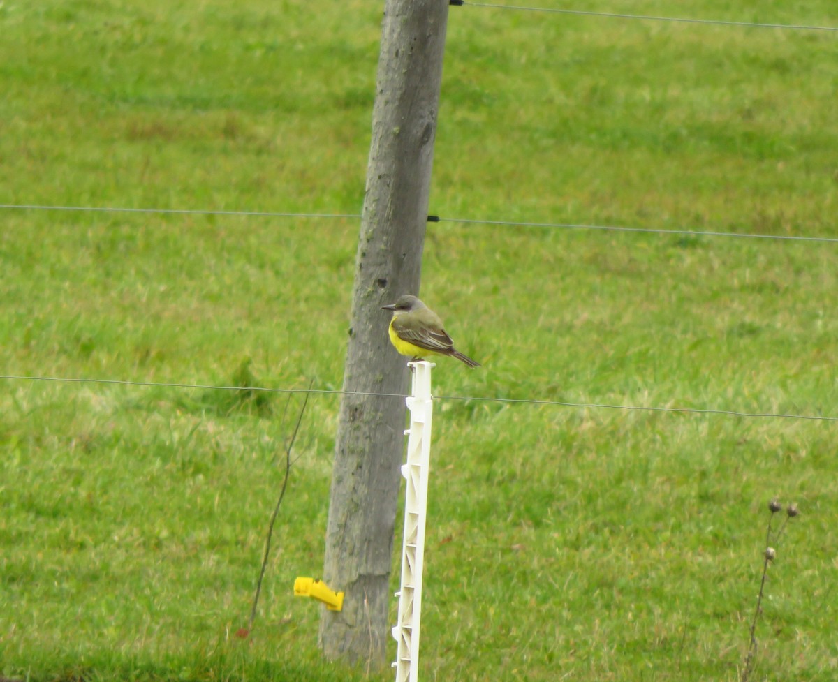 Tropical Kingbird - ML38167871