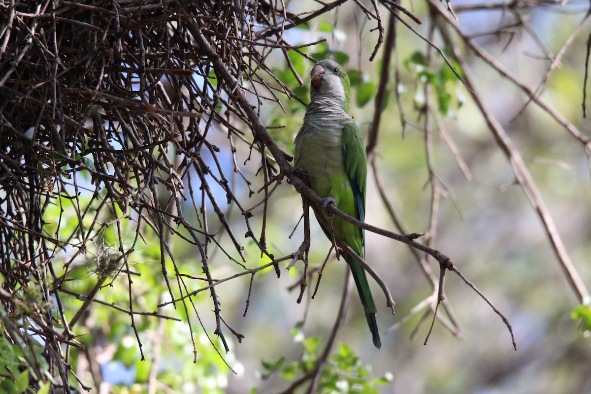 Monk Parakeet - ML381679691