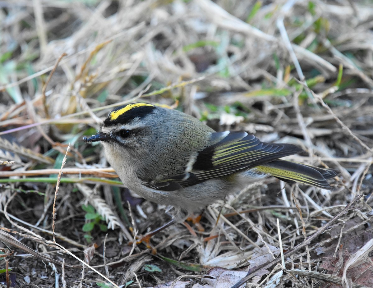 Golden-crowned Kinglet - ML381680261